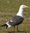 juvenile LBBG in October, ringed in Norway. (131273 bytes)